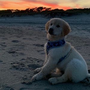 🌸✨OPEN TO OFFERS🌸✨